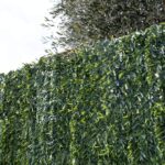 ARELLE SIEPE SEMPREVERDI ABETE MT.1,5X3.00