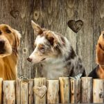 TAPPETO ANTISCIVOLO CANI E FARFELLE 52X400