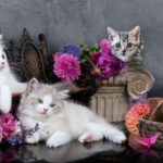 TAPPETO ANTISCIVOLO GATTI3D 52X350