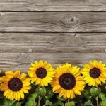 TAPPETO ANTISCIVOLO GIRASOLI GRANDI 52X100